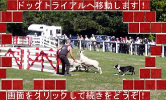 スタートページ・ドッグトライアルの紹介ページへ移動します
